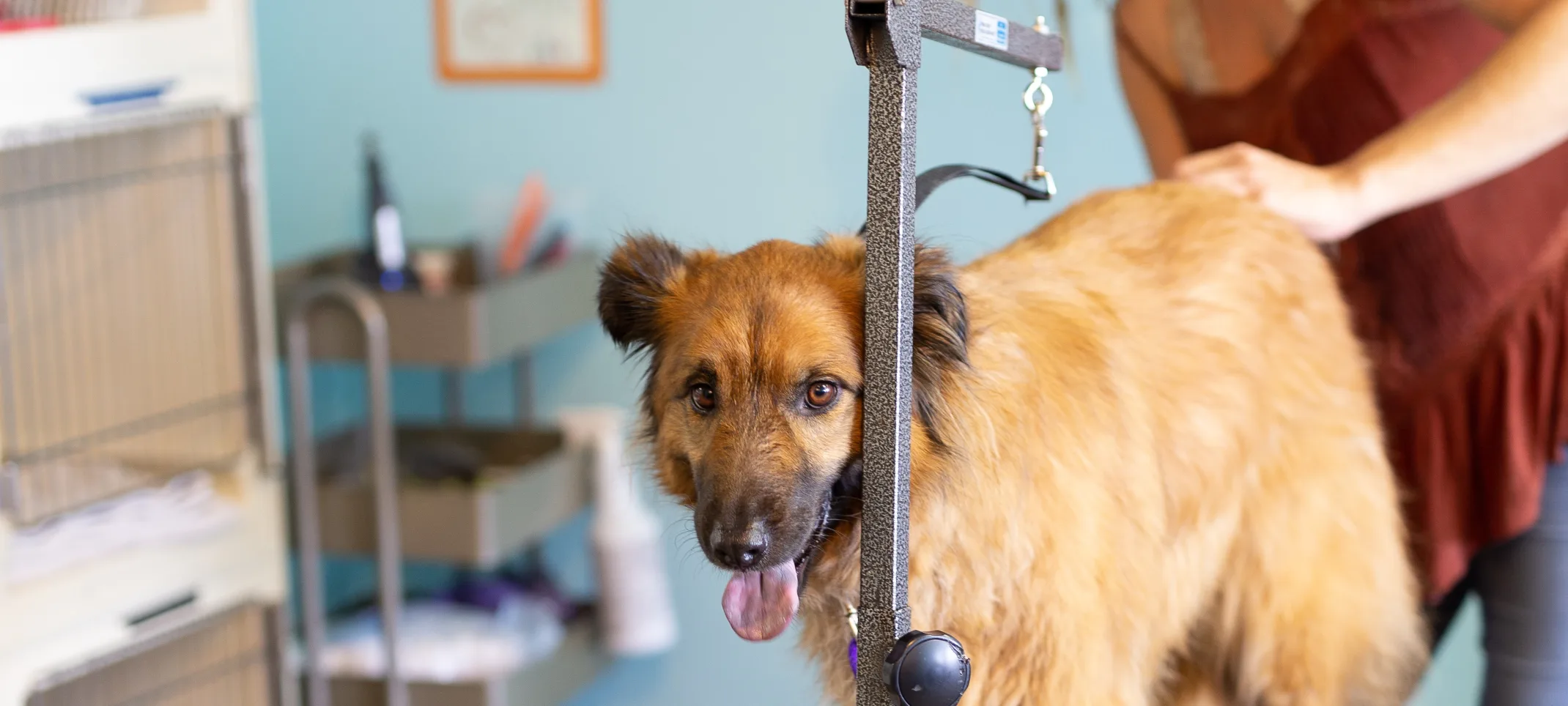 Dog on grooming table at Bowhaus